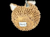 Vintage Squirrel on Acorn Figurine