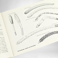 1975 Boomerangs: Making and Throwing Them by Herb Smith