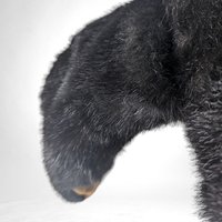 Vintage Folkmanis Black Bear Puppet