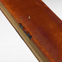 Antique 1800s Family Photo Album | South Dakota Family History | Original Photos | Genealogy Research