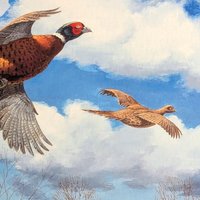David A. Maass "Tomahawk Trail - Pheasants" Framed Print, Signed Wildlife Art, Vintage Bird Decor, Hunting Theme Artwork