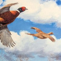Signed David A. Maass 'Tomahawk Trail—Pheasants' Wildlife Print