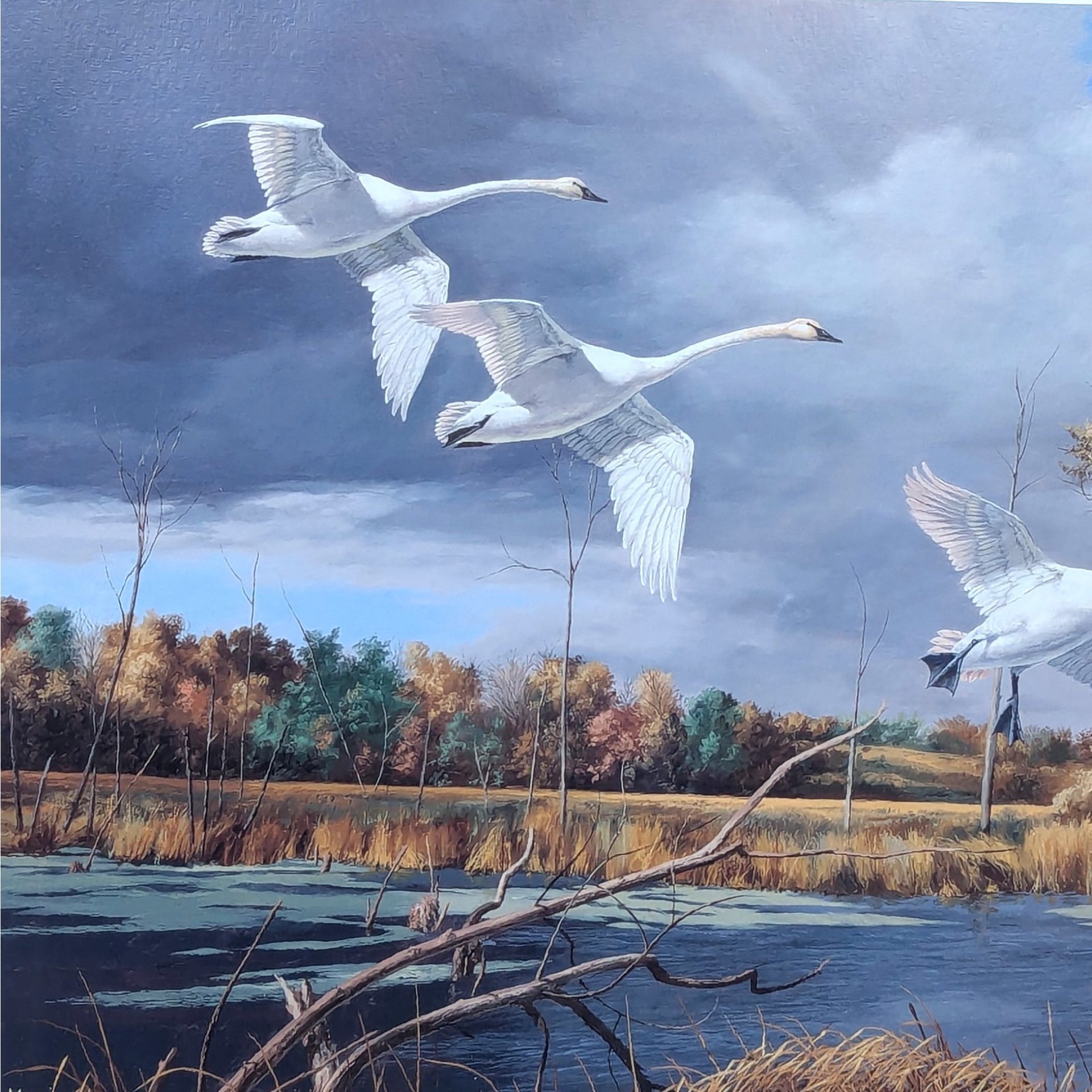 2003 David A Maass Autumn at Baker Trumpeter Swans Framed Wildlife Print