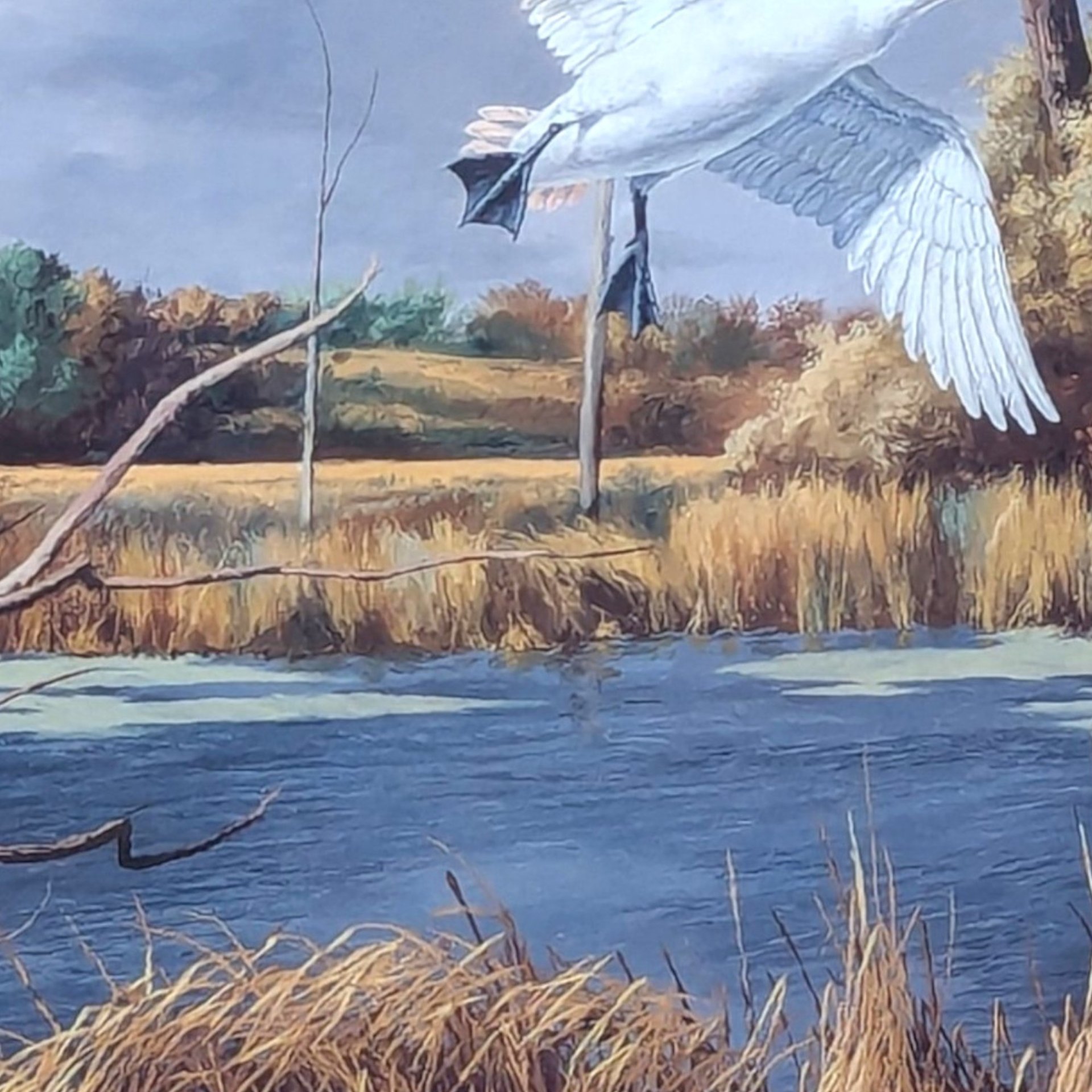 2003 David A Maass Autumn at Baker Trumpeter Swans Framed Wildlife Print