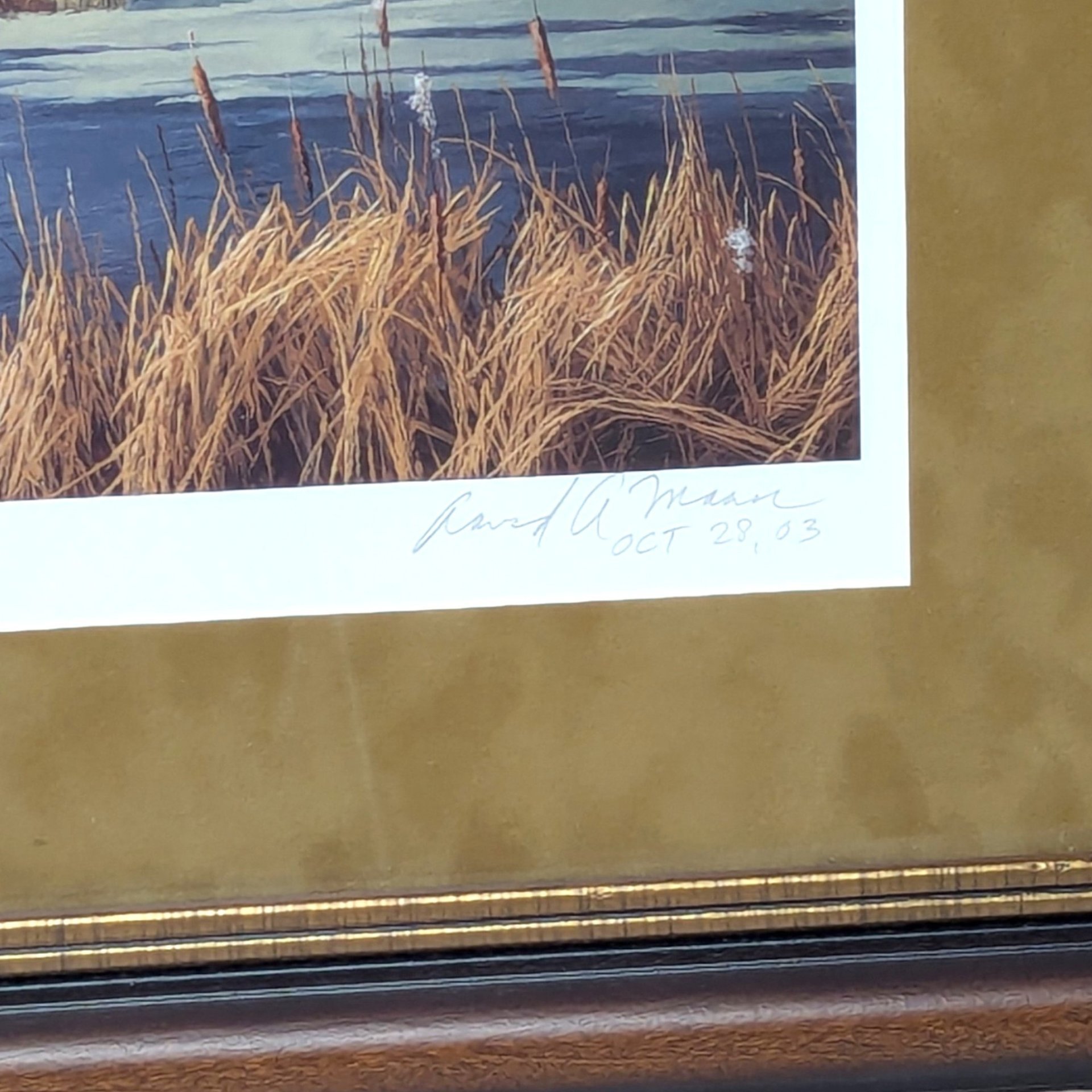 2003 David A Maass Autumn at Baker Trumpeter Swans Framed Wildlife Print