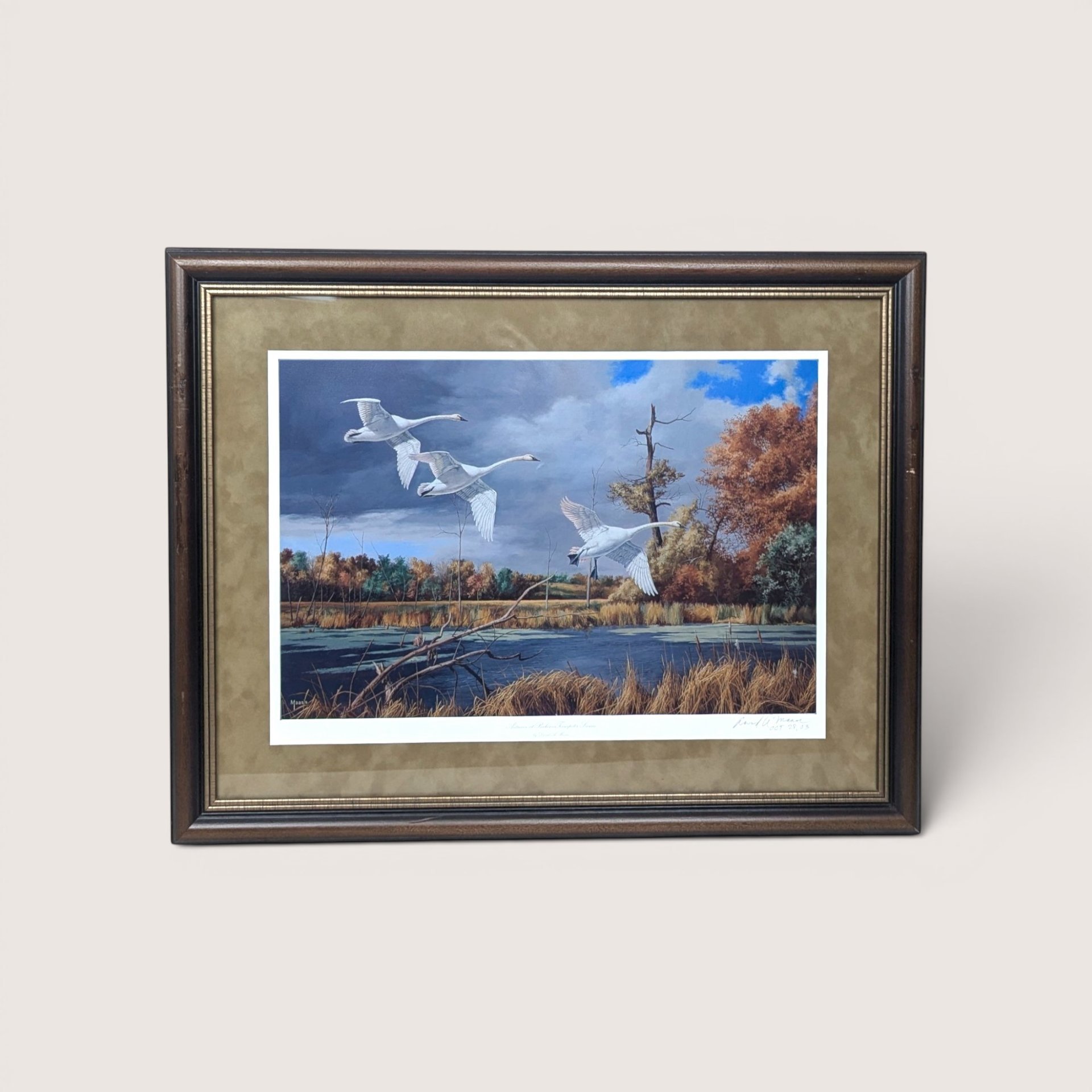 Framed wildlife art print titled Autumn at Baker Trumpeter Swans by David A Maass depicting three swans over a marsh.