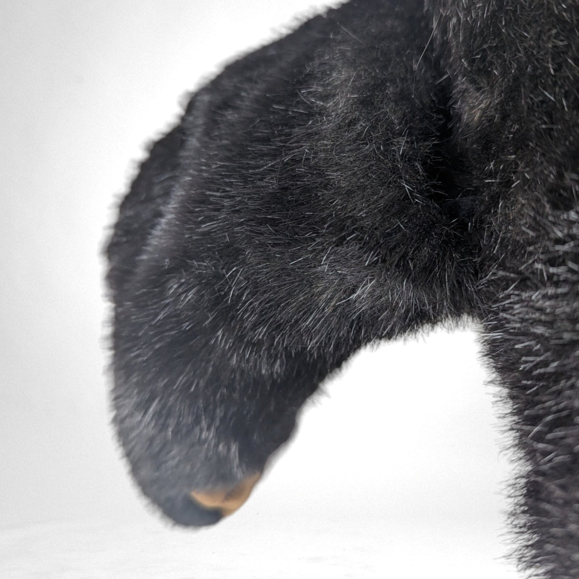 Vintage Folkmanis Black Bear Puppet