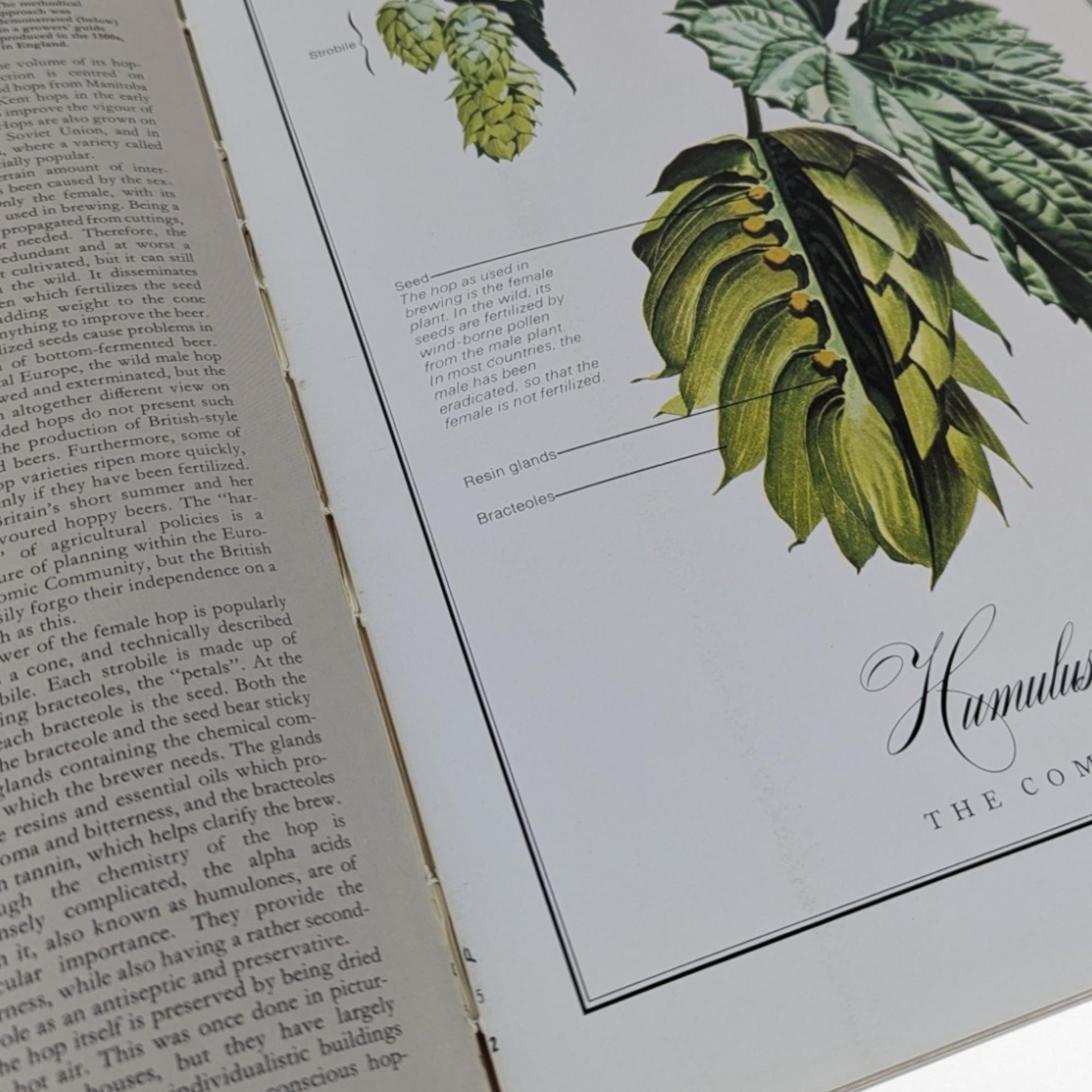 1977 World Guide to Beer by Michael Jackson, Vintage Beer Book, Craft Beer History, Gift for Beer Lover, Collectible Book