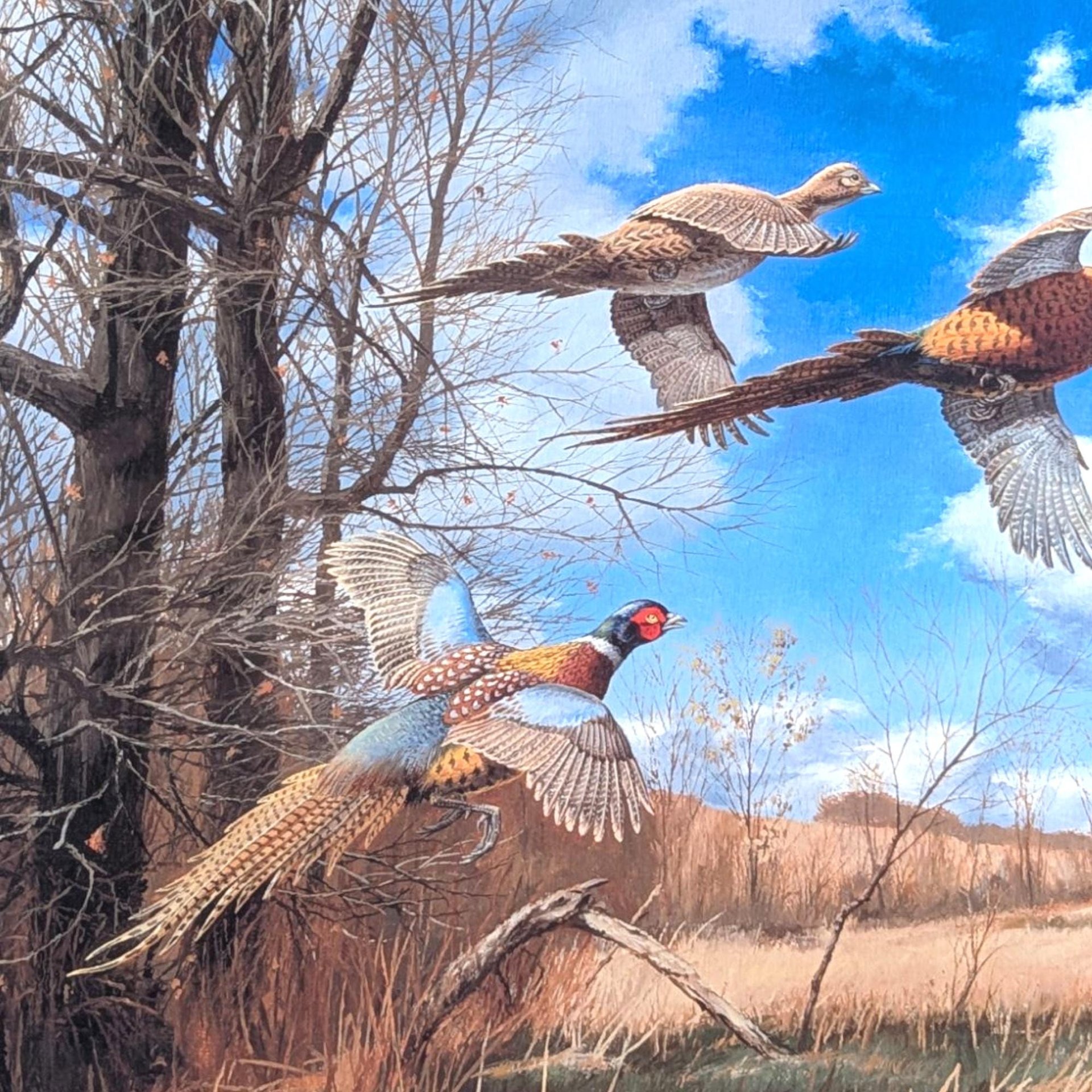 David A. Maass "Tomahawk Trail - Pheasants" Framed Print, Signed Wildlife Art, Vintage Bird Decor, Hunting Theme Artwork