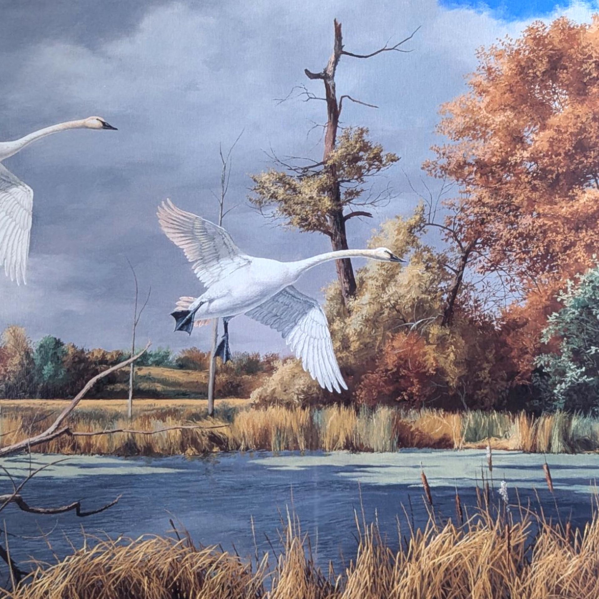 David A. Maass "Autumn at Baker - Trumpeter Swans" Framed Print, Signed Wildlife Art, Vintage Bird Decor, Swan Landscape Painting