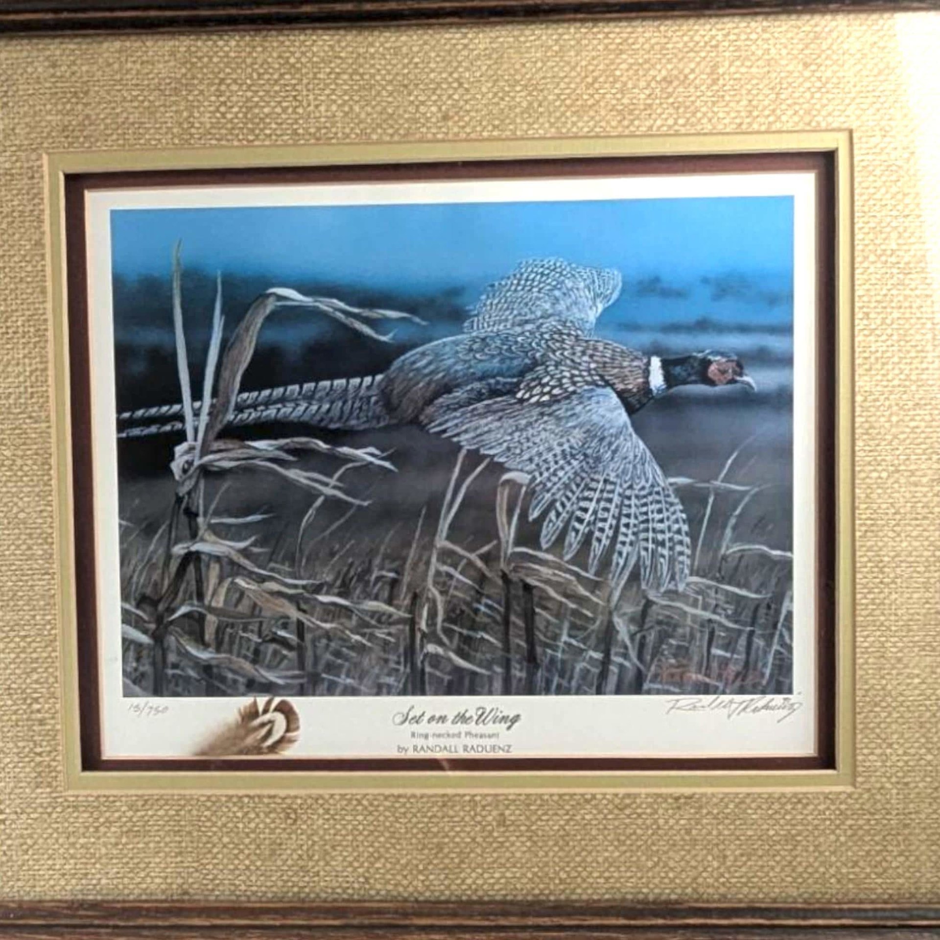 Vintage Set on the Wing Signed & Numbered Framed Pheasant Print 15/750, Randall Raduenz Art, Ring Necked Pheasant, Wildlife Art