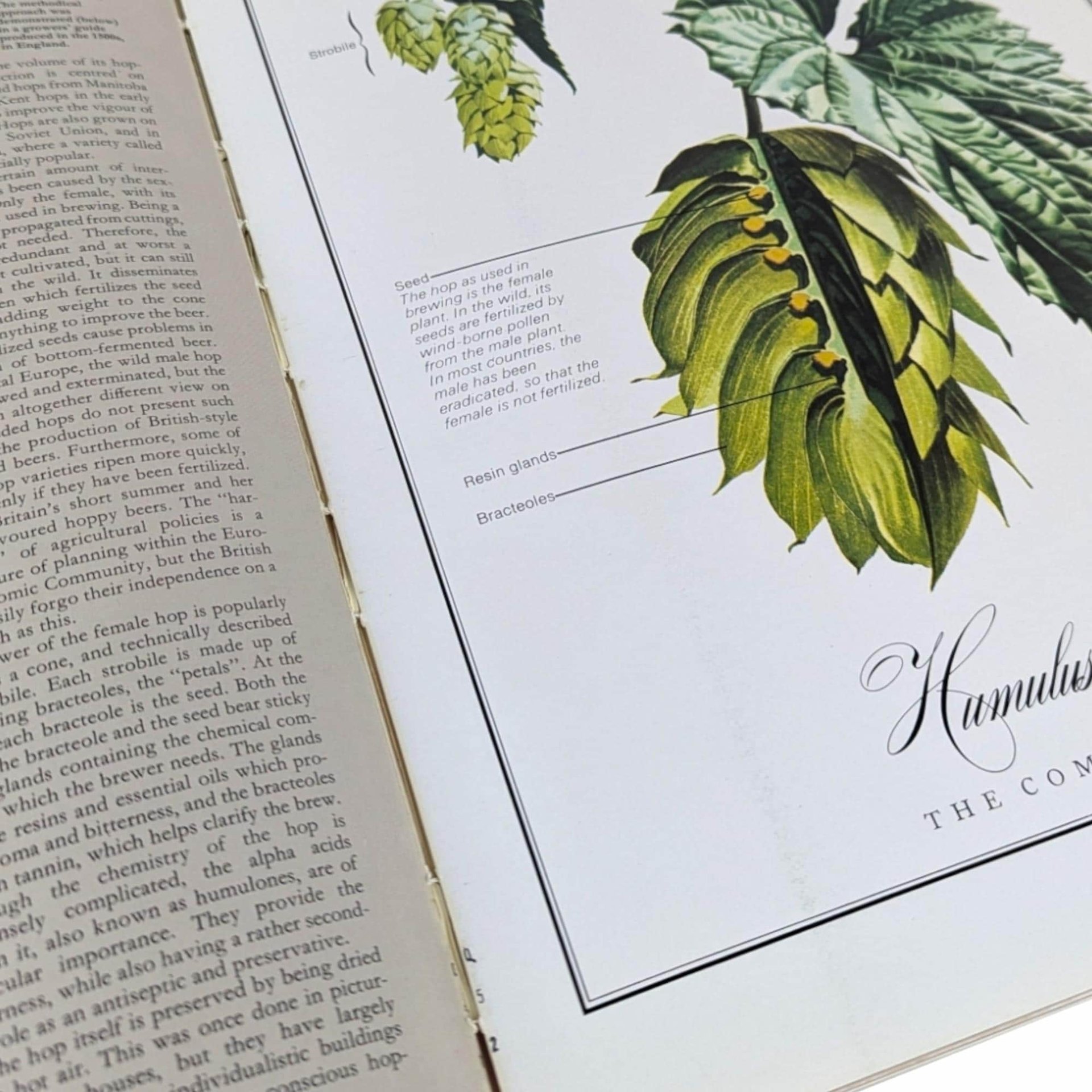 Vintage 1977 World Guide to Beer by Michael Jackson: Craft Beer History