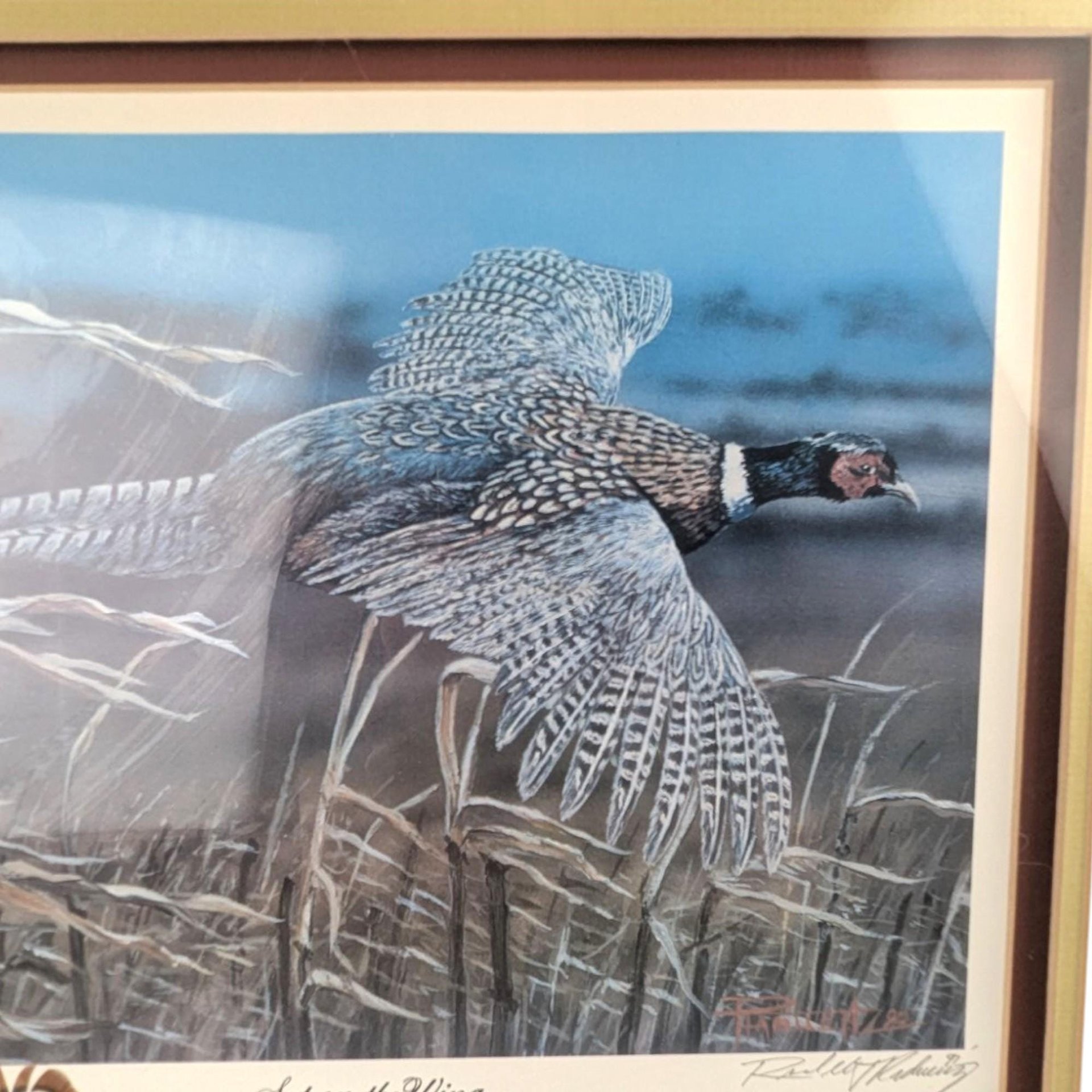 Randall Raduenz "Set on the Wing" Signed & Numbered Pheasant Print