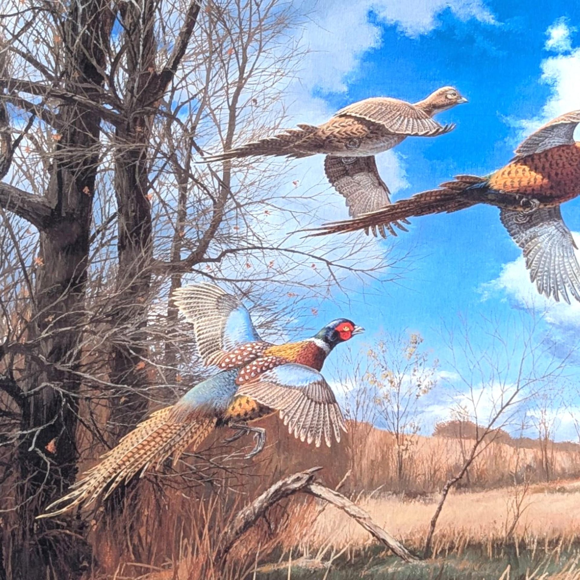 Signed David A. Maass 'Tomahawk Trail—Pheasants' Wildlife Print