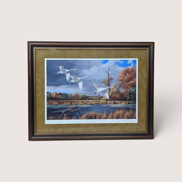 Framed wildlife print of three white trumpeter swans flying low over a wetland lake with autumn trees.